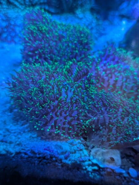 ヘアリーディスク サンゴ 海水魚 熱帯魚