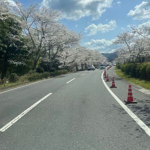 桜の写真 フリー素材