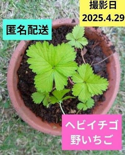ヘビイチゴ 野いちご 1苗