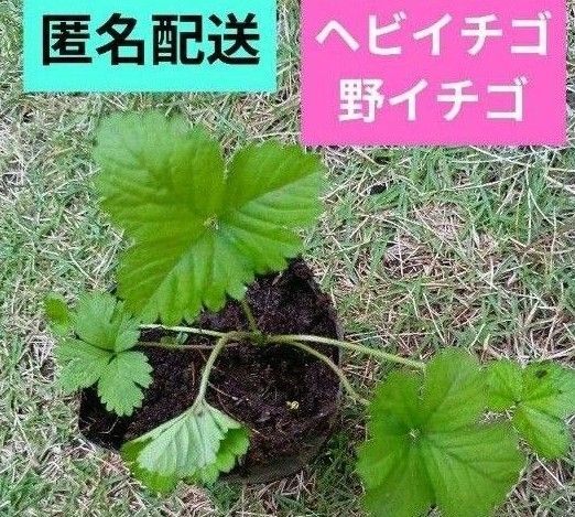 ヘビイチゴ 野いちご 1苗
