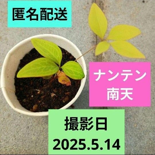 南天 ナンテン 実生幼苗