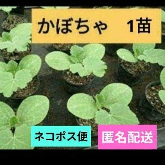 無農薬 カボチャの苗 1苗