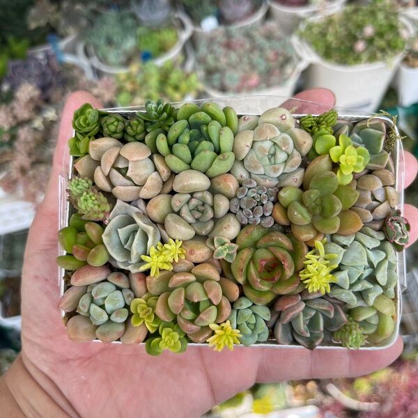 多肉寄せ植え カット苗 詰め合わせ ちまちま寄せ弁当F