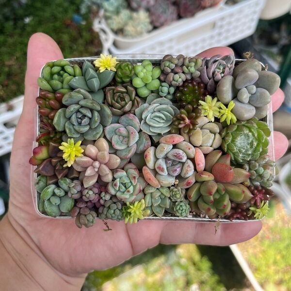 多肉寄せ植え カット苗 詰め合わせ ちまちま寄せ弁当G
