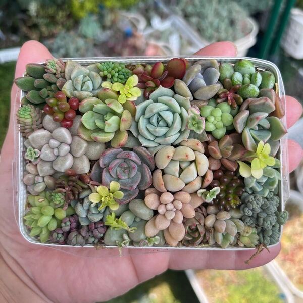 多肉寄せ植え カット苗 詰め合わせ ちまちま寄せ弁当H
