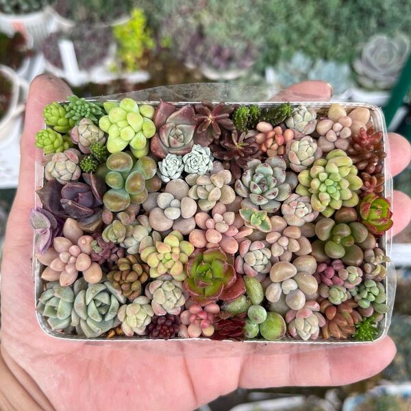 多肉寄せ植え カット苗 詰め合わせ ちまちま寄せ弁当I