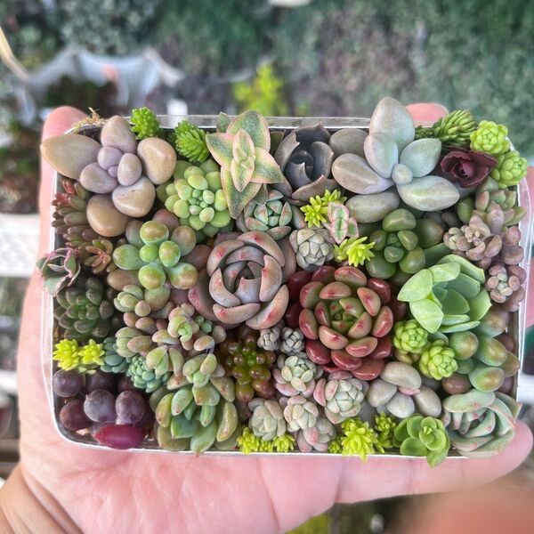 多肉寄せ植え カット苗 詰め合わせ ちまちま寄せ弁当J