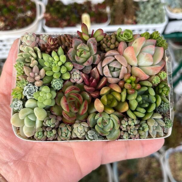 多肉寄せ植え カット苗 詰め合わせ ちまちま寄せ弁当L