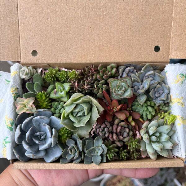 多肉植物 カット苗 寄せ植えセット 詰め合わせ