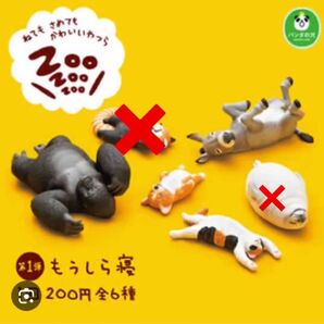 もうしら寝 4体セット