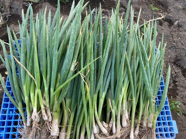 下仁田ネギ苗 200本 本場馬山産種使用