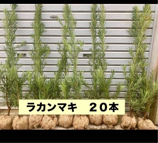 ラカンマキ 20本