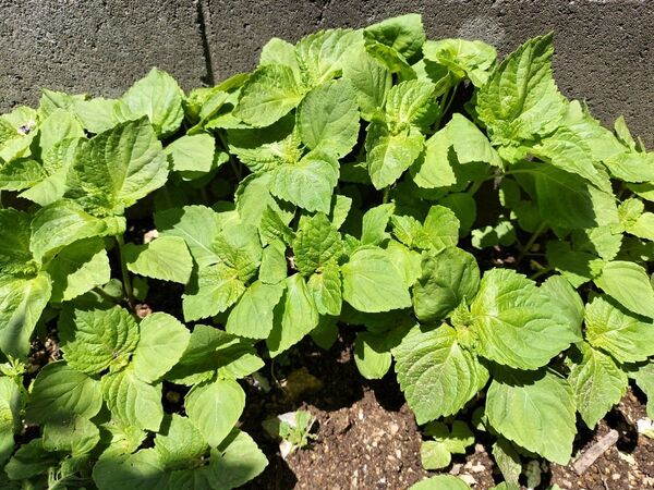 採れたて青じそ大葉苗5本 無農薬自宅栽培