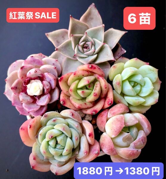 紅葉祭SALE★6苗1380円★韓国苗★ミヤ、白夢、苺ジャム、レッドエッグ、恩寵、桃大福★可愛い紅葉超美苗★多肉植物★エケベリア