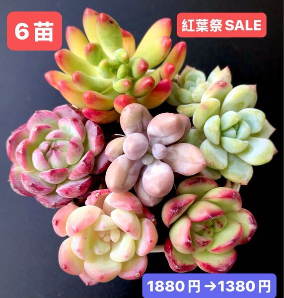 紅葉祭SALE★6苗1380円★韓国苗★乙女心、クリ-ム美人双頭、紫薔薇、紫芋パイ等★可愛い紅葉超美苗★多肉植物★エケベリア