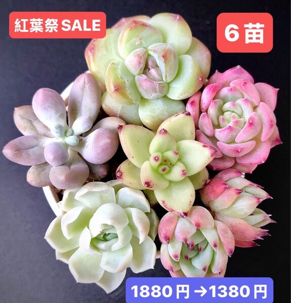 紅葉祭SALE★6苗1380円★韓国苗★ダイヤモンド、AKマリア、紫芋パイ、エボニー等★可愛い紅葉超美苗★多肉植物★エケベリア