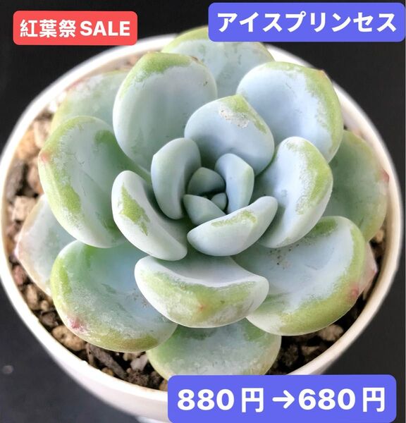 紅葉祭SALE★新入荷★韓国苗★アイスプリンセス★可愛い白色系大苗★超美苗★多肉植物★エケベリア