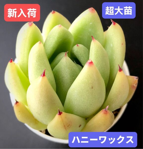 新入荷★韓国苗★ハニーワックス★レア種★可愛い紅葉超大苗★超美苗★多肉植物★エケベリア