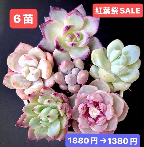 紅葉祭SALE★6苗1380円★韓国苗★ラブバード、スノーピーチ、雪玉、コロラータ等★可愛い紅葉超美苗★多肉植物★エケベリア