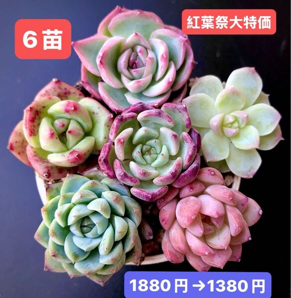 紅葉祭SALE★6苗1380円★韓国苗★シルエット、紗羅姫牡丹、ワインシャンパン、月兎等★可愛い紅葉超美苗★多肉植物★エケベリア
