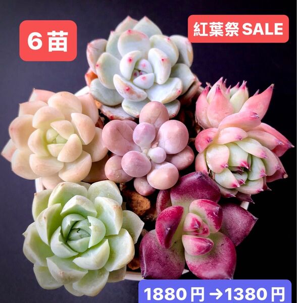 紅葉祭SALE★6苗1380円★韓国苗★ダイヤモンドモンロー、真珠、紫芋パイ、白月影等★可愛い紅葉超美苗★多肉植物★エケベリア