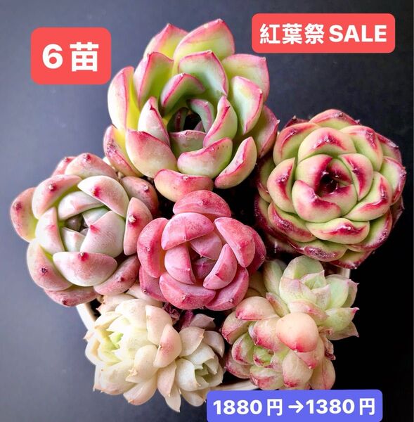 紅葉祭SALE★6苗1380円★韓国苗★月光女神、マルボロ、紫真珠、ピンクモンロー等★可愛い紅葉超美苗★多肉植物★エケベリア