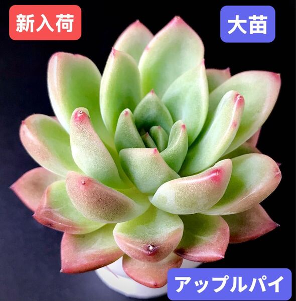 新入荷★韓国苗★アップルパイ★レア種★可愛い紅葉大苗★超美苗★多肉植物★エケベリア