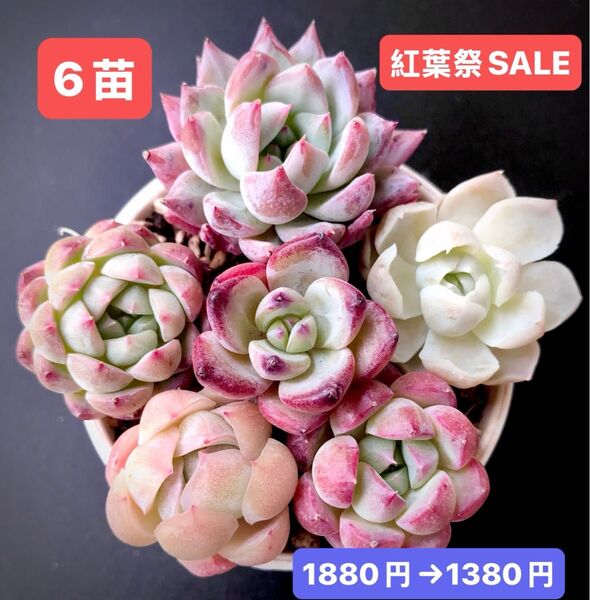 紅葉祭SALE★6苗1380円★韓国苗★ピンクブルーバード、ヒューミリス、デアデビル等★可愛い紅葉超美苗★多肉植物★エケベリア