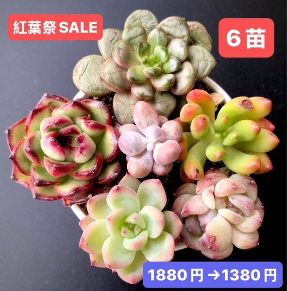 紅葉祭SALE★6苗1380円★韓国苗★葡萄、マルボロ、紫芋パイ、乙女心、ピンク真珠双頭等★可愛い紅葉超美苗★多肉植物★エケベリア