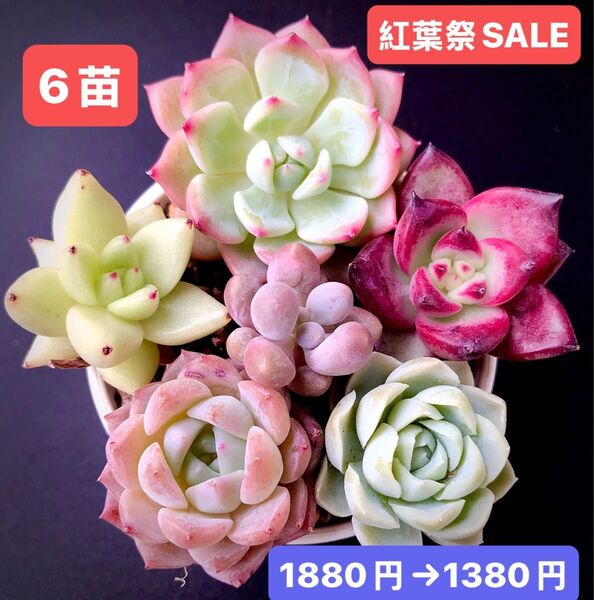 紅葉祭SALE★6苗1380円★韓国苗★AKマリア、ロビン、エボニー、紫芋パイ、桜飴、氷苺★可愛い紅葉超美苗★多肉植物★エケベリア