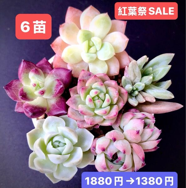 紅葉祭SALE★6苗1380円★韓国苗★プリンアイス、星の痕双頭、ロカ、AKマリア等★可愛い紅葉超美苗★多肉植物★エケベリア