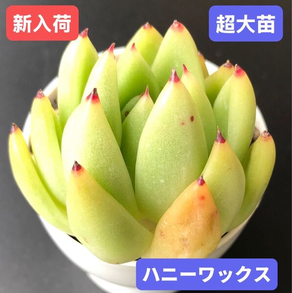 新入荷★韓国苗★ハニーワックス★レア種★可愛い紅葉超大苗★超美苗★多肉植物★エケベリア