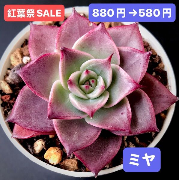 紅葉祭SALE★新入荷★韓国苗★ミヤ★可愛い紅葉超美苗★多肉植物★エケベリア