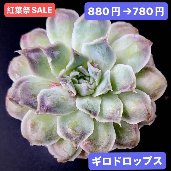 紅葉祭SALE★新入荷★韓国苗★ギロドロップス★可愛い紅葉大苗★超美苗★多肉植物★エケベリア