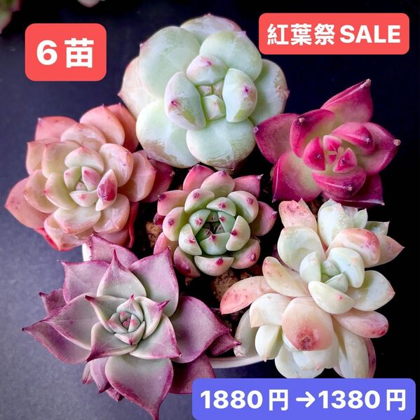 紅葉祭SALE★6苗1380円★韓国苗★ダイヤモンド、ロビン、桜飴、ミヤ双頭、コロラータ等★可愛い紅葉超美苗★多肉植物★エケベリア