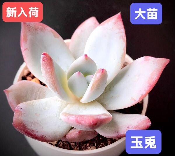 新入荷★韓国苗★玉兎★レア種★可愛い紅葉大苗★超美苗★多肉植物★エケベリア