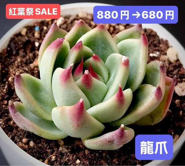 紅葉祭SALE★新入荷★韓国苗★龍爪★可愛い紅葉超美苗★多肉植物★エケベリア