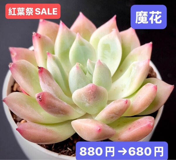 紅葉祭SALE★新入荷★韓国苗★魔花★可愛い紅葉大苗★超美苗★多肉植物★エケベリア