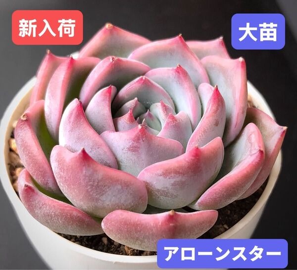 新入荷★韓国苗★アローンスター★レア種★可愛い紅葉大苗★超美苗★多肉植物★エケベリア