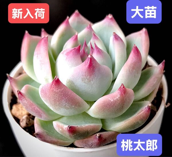 新入荷★韓国苗★桃太郎★レア種★可愛い紅葉大苗★超美苗★多肉植物★エケベリア