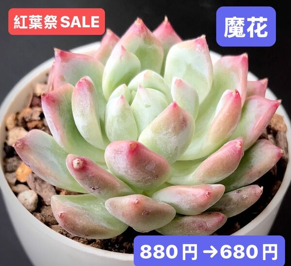 紅葉祭SALE★新入荷★韓国苗★魔花★可愛い紅葉大苗★超美苗★多肉植物★エケベリア