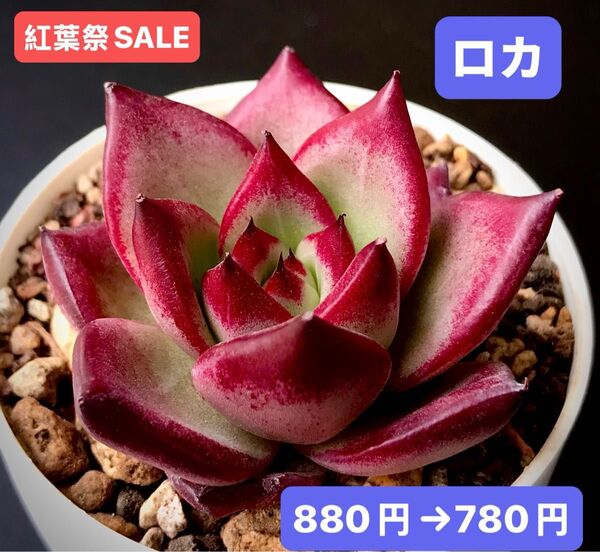 紅葉祭SALE★新入荷★韓国苗★ロカ★可愛い紅葉大苗★超美苗★多肉植物★エケベリア