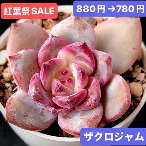 紅葉祭SALE★新入荷★韓国苗★ザクロジャム★可愛い紅葉大苗★超美苗★多肉植物★エケベリア