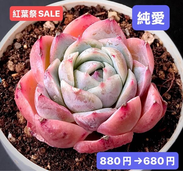 紅葉祭SALE★新入荷★韓国苗★純愛★可愛い紅葉超美苗★多肉植物★エケベリア