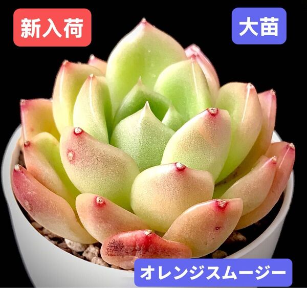 新入荷★韓国苗★オレンジスムージー★レア種★可愛い紅葉大苗★超美苗★多肉植物★エケベリア