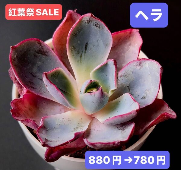 紅葉祭SALE★新入荷★韓国苗★ヘラ★可愛い紅葉大苗★超美苗★多肉植物★エケベリア