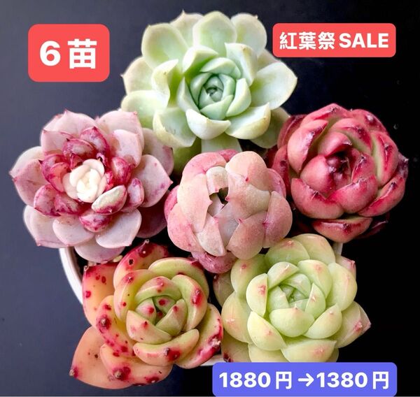 紅葉祭SALE★6苗1380円★韓国苗★白月影、苺ジャム、レッドモラン、桜ベリー、水晶飴等★可愛い紅葉超美苗★多肉植物★エケベリア