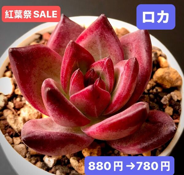 紅葉祭SALE★新入荷★韓国苗★ロカ★可愛い紅葉大苗★超美苗★多肉植物★エケベリア