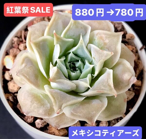 紅葉祭SALE★新入荷★韓国苗★メキシコティアーズ★可愛い紅葉大苗★超美苗★多肉植物★エケベリア