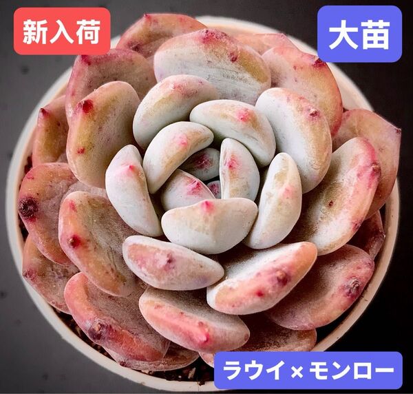 新入荷★韓国苗★ラウイ×モンロー★レア種★可愛い紅葉大苗★超美苗★多肉植物★エケベリア
